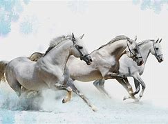 Image result for All White Horse Wallpaper