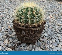 Image result for Barrel Cactus Roots