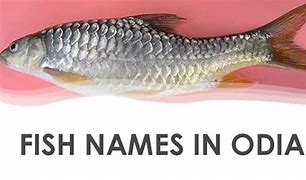 Image result for Local Fish Restaurants Near Me