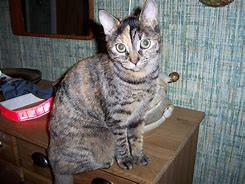 Image result for Calico Tiger Cat