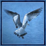 Image result for Seagulls Karachi