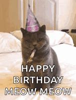 Image result for Sad Cat Birthday Meme