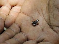 Image result for Smallest Thing in the World