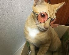 Image result for Orange Cat with Glasses
