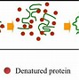 Image result for Casein Micelle