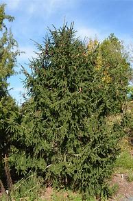 Image result for Picea Orientalis Aureospicata