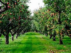 Image result for Apple-Picking Rows