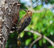 Image result for Picus Picidae