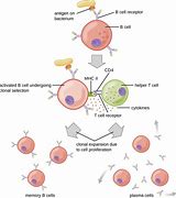 Image result for Memory B Cells Cartoon