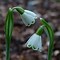 Image result for Galanthus Wifi Painting