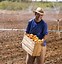 Image result for Agricultor Cultivando