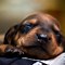 Image result for Doxie Wallpaper