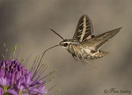 Image result for Moth In-Flight