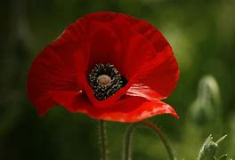 Image result for Red Oriental Poppies