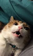 Image result for Funny Cat Pi