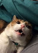 Image result for Funny Cat