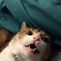 Image result for Cute Funny Cat Pics