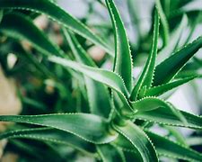 Image result for Growing Aloe Vera Plants
