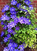 Image result for Hardy Clematis Vines
