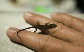 Image result for Small Lizard Species