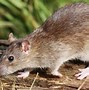 Image result for Mice Tail