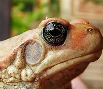 Image result for African Toad