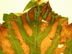 Image result for Grape Vine Leaves Turning Brown