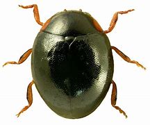 Image result for Hypopicus hyperythrus