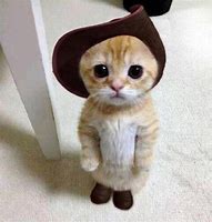 Image result for Awesome Cat Standing Up Meme