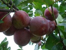 Image result for Prunus domestica Reine Claude dAlthan