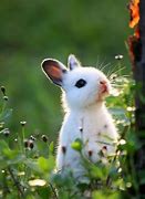 Image result for Cute Bunnies