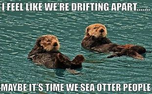 Image result for Disappointed Otter Meme