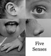 Image result for 5 Senses Poem