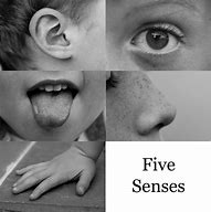 Image result for My Senses Preschool Story Books