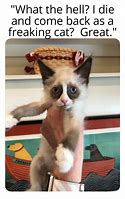 Image result for Grumpy Cat Welcome Back