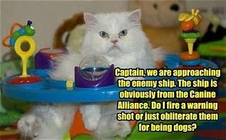 Image result for Enemy Cat Meme