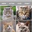 Image result for Cat Sounds App