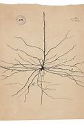Image result for Ramon Y Cajal Purkinje Cell