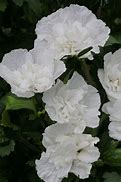 Image result for Hibiscus syriacus White Chiffon