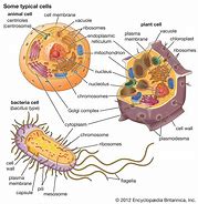 Image result for Bacteria Cell Diagram Labeled