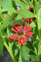 Helenium Kupferzwerg に対する画像結果