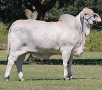 Image result for Brahma Bull Ranch