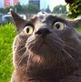 Image result for Funny Cat Pictures Wallpaper