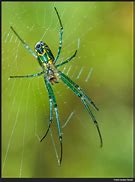Image result for BackYard Spiders