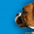 Image result for Emoji of a Dog