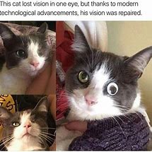Image result for Funny Dank Cat Memes