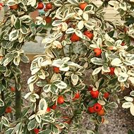 Image result for Cotoneaster suecicus Juliette