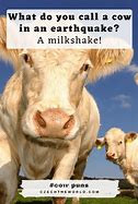 Image result for Cow Puns