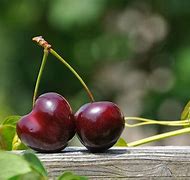 Image result for Cherry Fruit