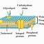 Image result for Nucleus and Cytoplasmic Organelles